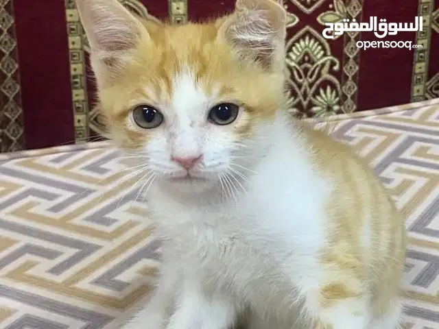 قطط صغيره للتبني مجانا