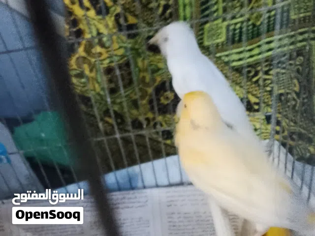 طيور كنار للبيع