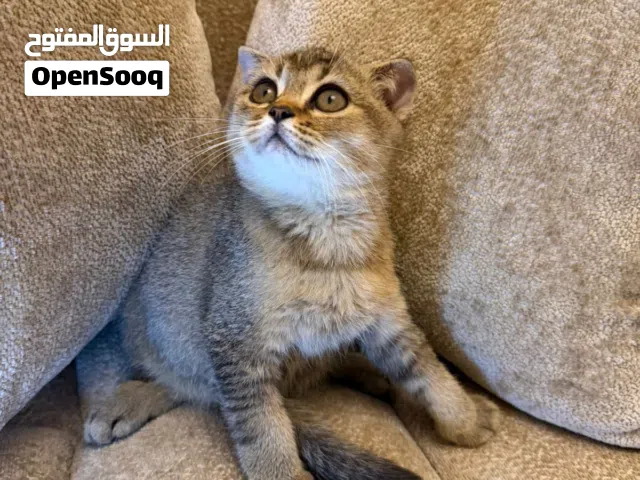 قطط للبيع 60 ريال