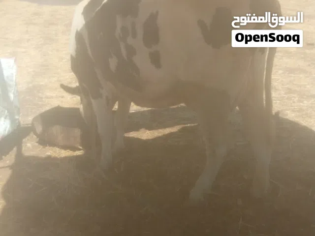 ابقار للبيع