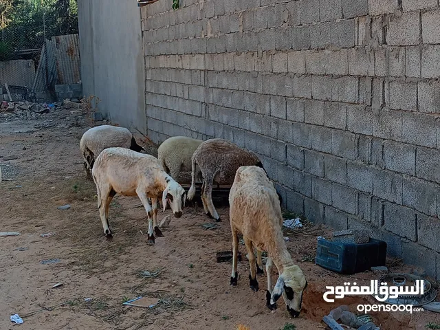 نعاج ولداد
