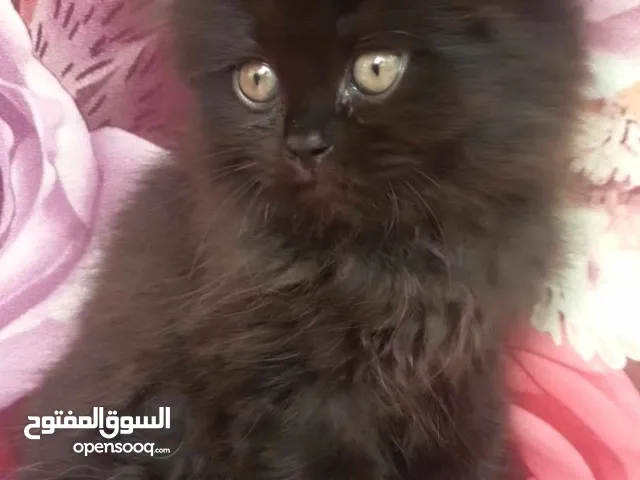 قطط شيرازي