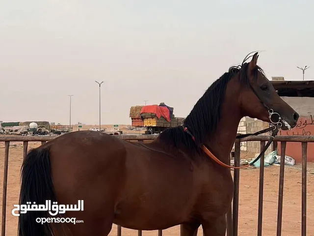 حصان للبيع شعبي