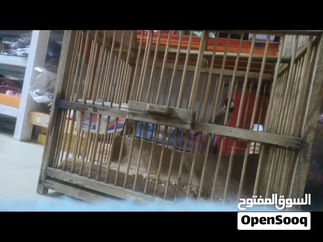 سلام عليكم بلبل فحل البيع بدايت تغريد كلش  وحشي مال