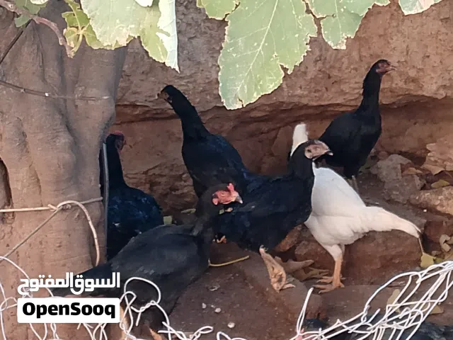 موجود طبق ونص بيض براهيمي