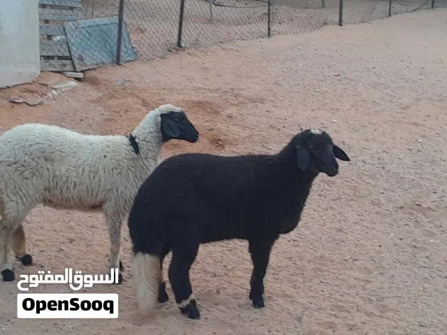 2فطايم وطنيات مشالله عمرهم ف6شهور متع تربيه مشالله سليمات من اي عيب بادن الله..