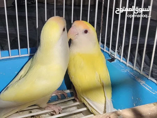 زوج روز منتج جاهز للبيع معاء القفص