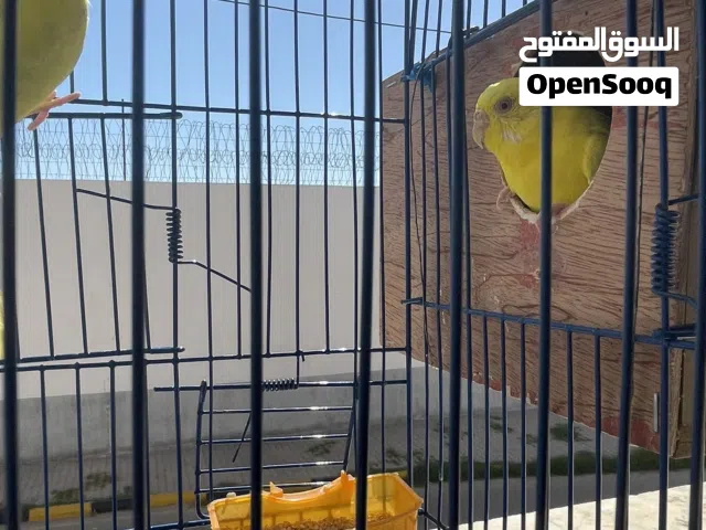 أنتيه عين حمره وذكر مالطي كيف كبرات