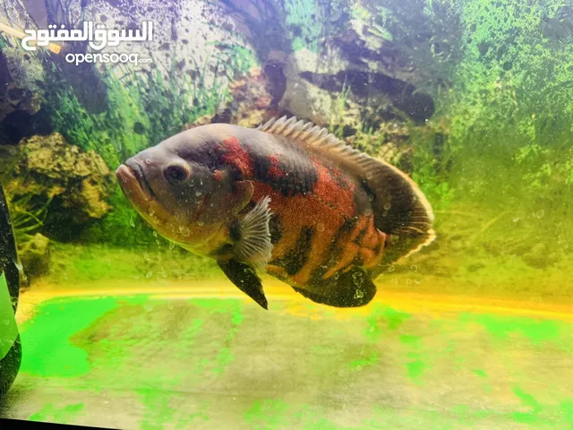 Oscar Fish