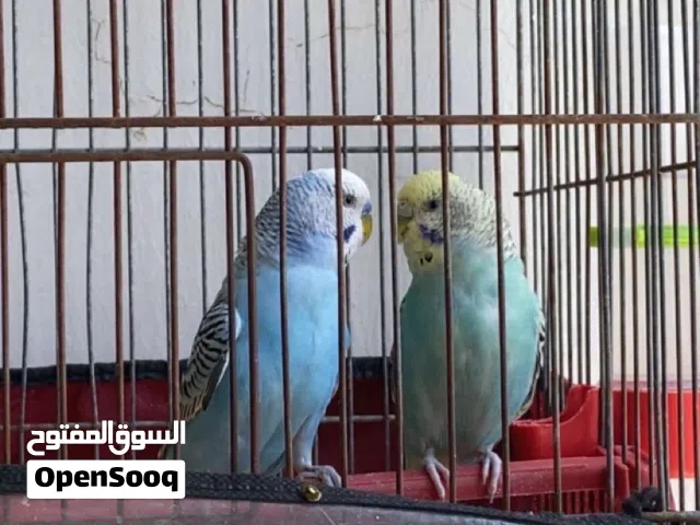 جوز حب للبيع بسعر حرق ولقطه