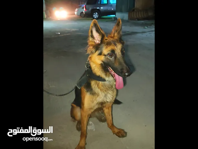 German Shepherd