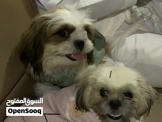 شيتزو ذكر و انثى عمرهم 4 شهور مطعمات و جوازاتهم موجوده وفيهم شريحه مع قفصهم و ادواتهم قابل