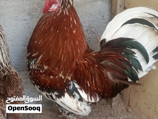 ديج ماكنتوش كويتي افرك اطراف قصير