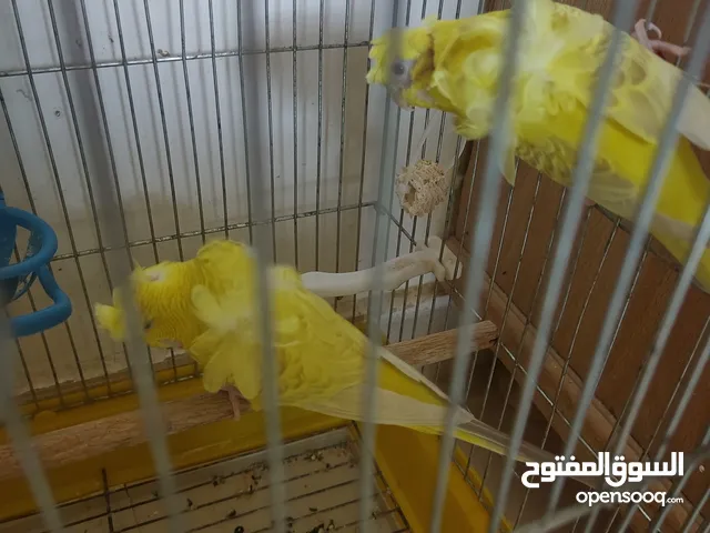 حب لاسونغ /روز البيع كوم