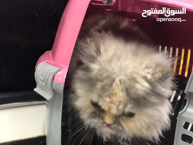 حط سعر وتعال