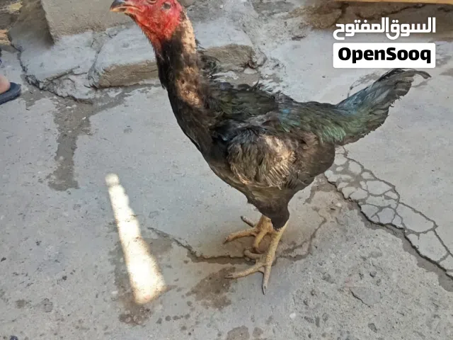 السلام وعليكم دجاجه المانيه عاليه  سعرها 25 مكاني المطيحه