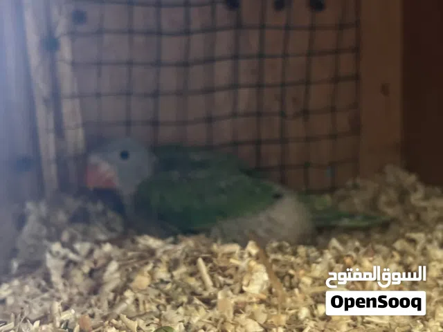 افراخ ببغاء ضخمات