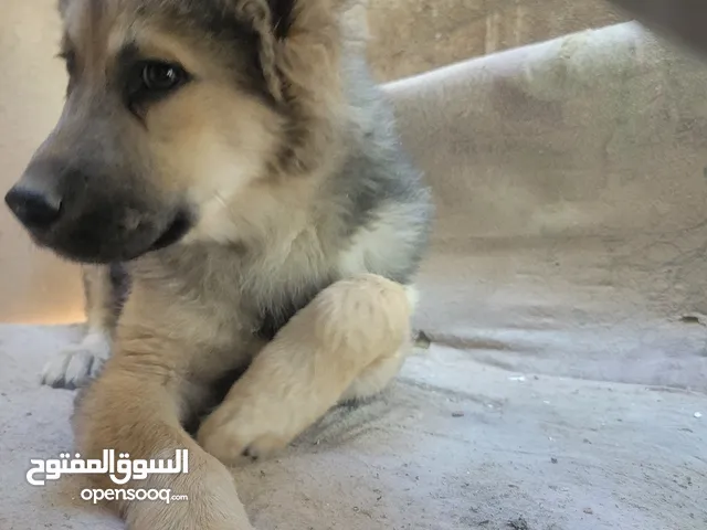 كلب جيرمن صغير تربيه على ماتشتي عررررطه السعر 20الف