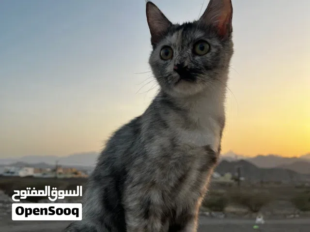 قطة للتبني.