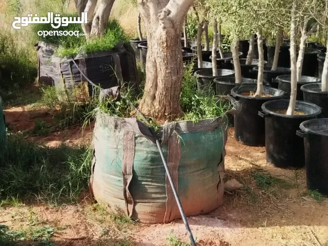 شجر زيتون مفطم للبيع