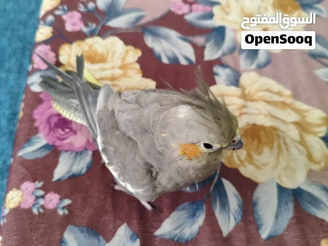 انتى كوكتيل للبيع