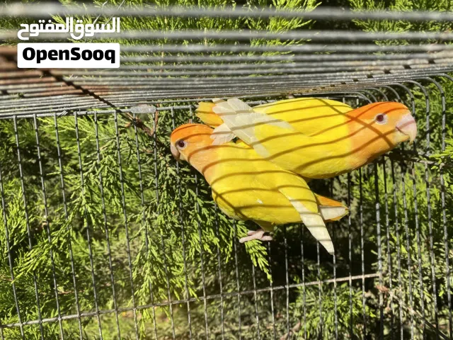 كوبيه بركديلو أورنج ربي يبارك