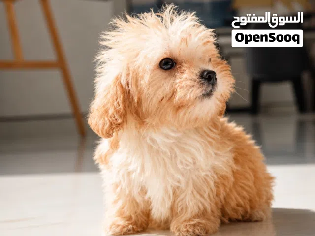 2 months old Maltipoo  (Male and female)
