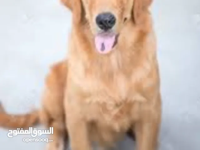 golden retriever