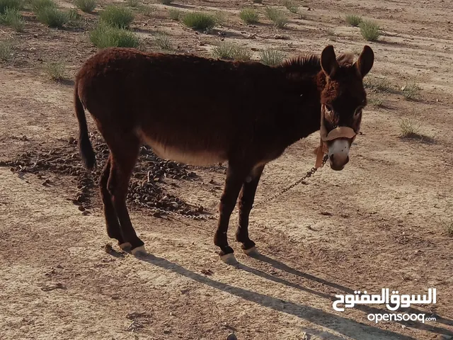 حمار البيع