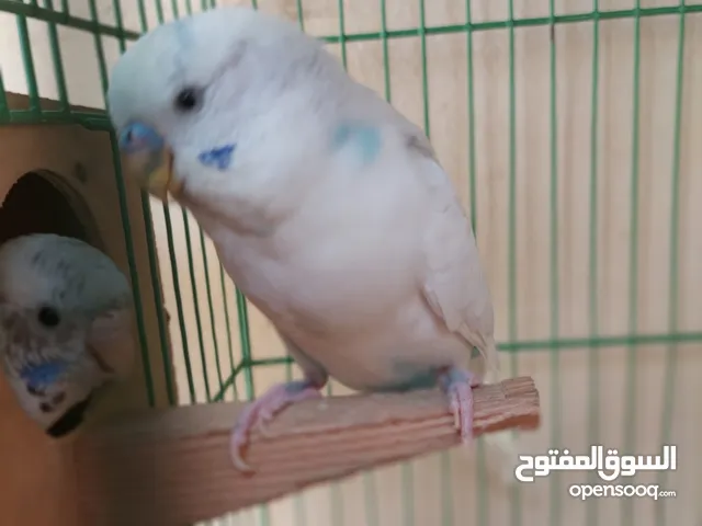 قص استرالي فواتح تحته 2