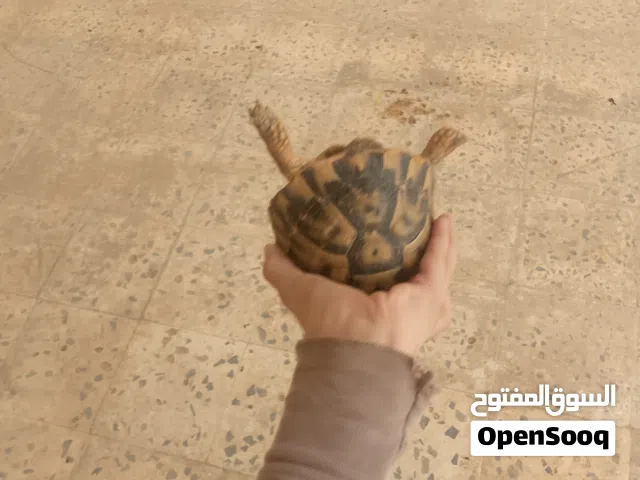 ربي يبارك انثى