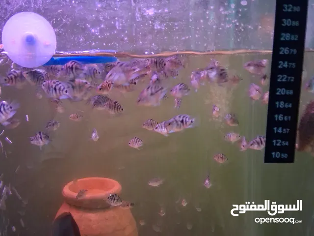 زريعة باروت
