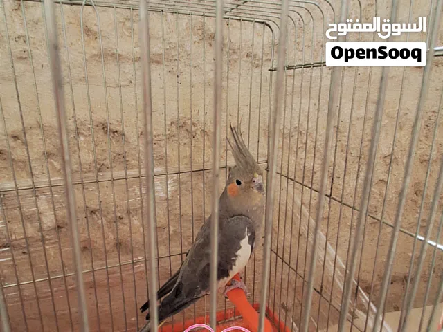 كروان أليف