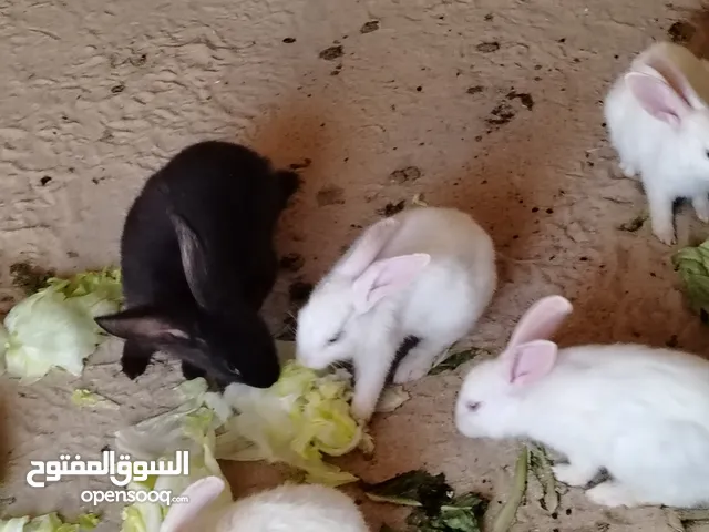 ارانب للبيع