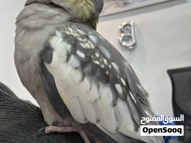 للبيع كروان