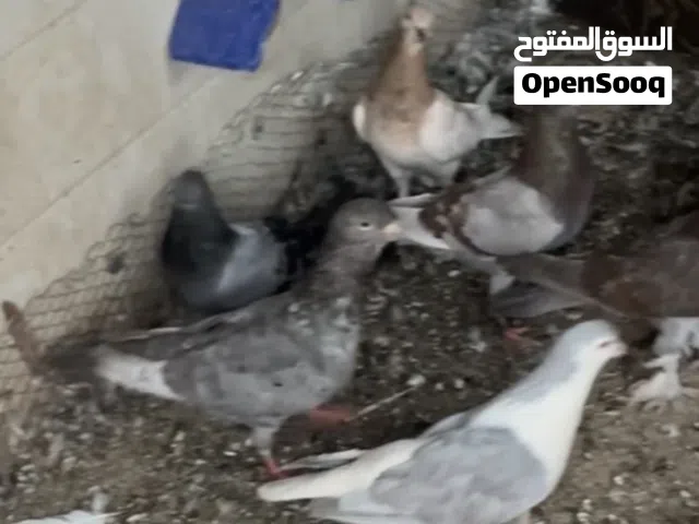 للبيع حمام شامي ومشاكيل