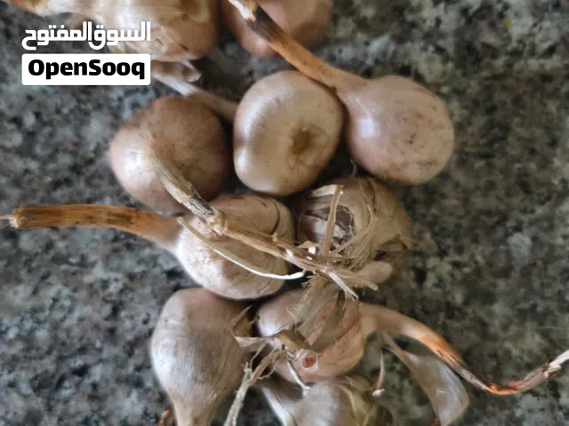 ابصال زعفران