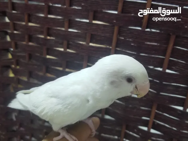 للبيع روز البينو اليف