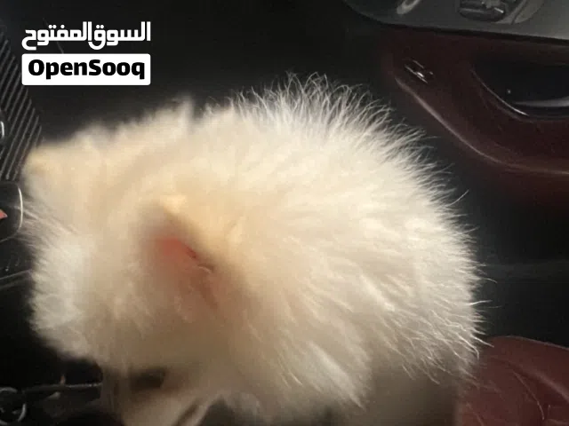 بومرينيوم اصل