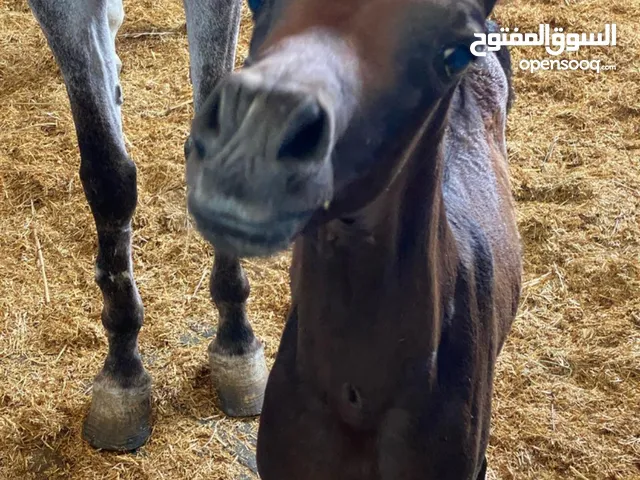 فرس عربية واهو مع مهرها للبيع