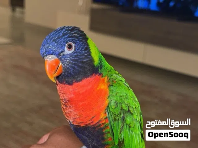 للبيع لوري
