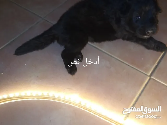جراوي رويال بلا ك على عمر 25 يوم جراوي رويال بلاك مستوى قوي ذكور وايناس