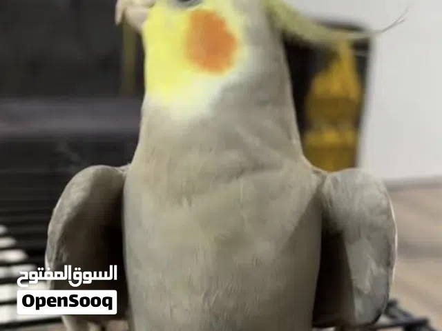 كوكتيل متكلم للبيع اليف