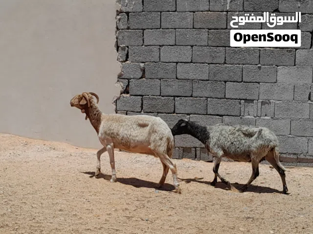 2نعاج وطنيات عشار بادن الله محصنات وسليمات من العيوب ضروعهم سليمه سنهم تاني جمع...