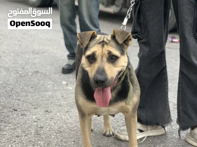 كلبة مبندقه جيرمان شيبر ع بيتبول للبدل ع كلب مرتب وصغير