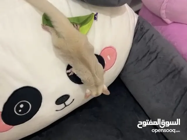 شوقر قلايدر البينو اليفه