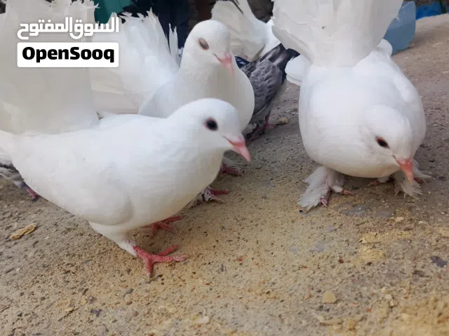حمام عرايس هنداوي