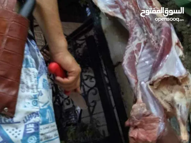 ذبح أضاحي عجل بلدي جمل خاروف روماني برازيلي اسباني جزار متنقل