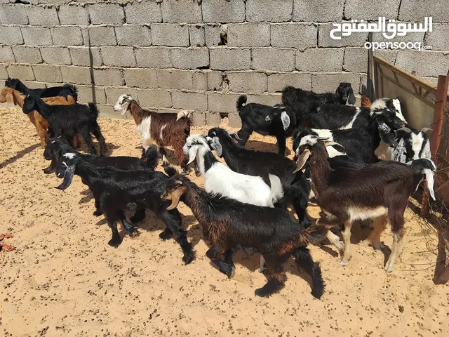 بسم الله توكلنا على الله يوجد لدينا جديان العدد حوالي 12 معاهم عنايق العدد حوالي 5 مع بعض 17