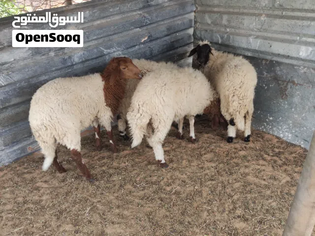 4 فطايم بركوسات